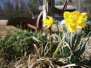 Daffodils and Plow