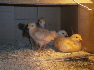 The New Chicks