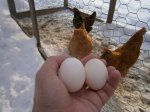 The First Eggs