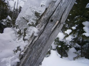 Ice on a spruce